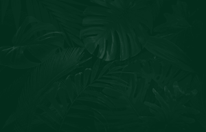Tropical Hub