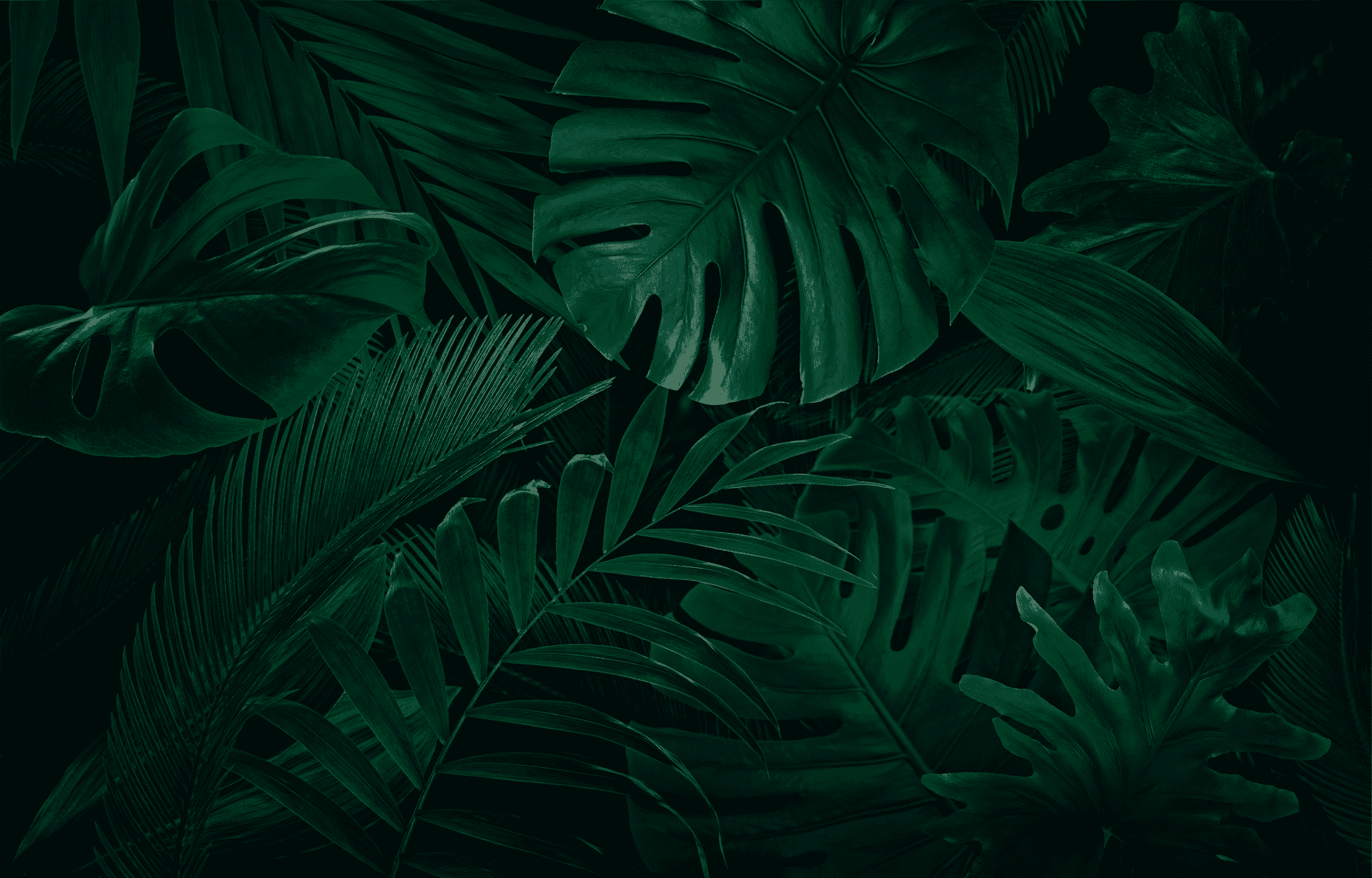 Tropical Hub